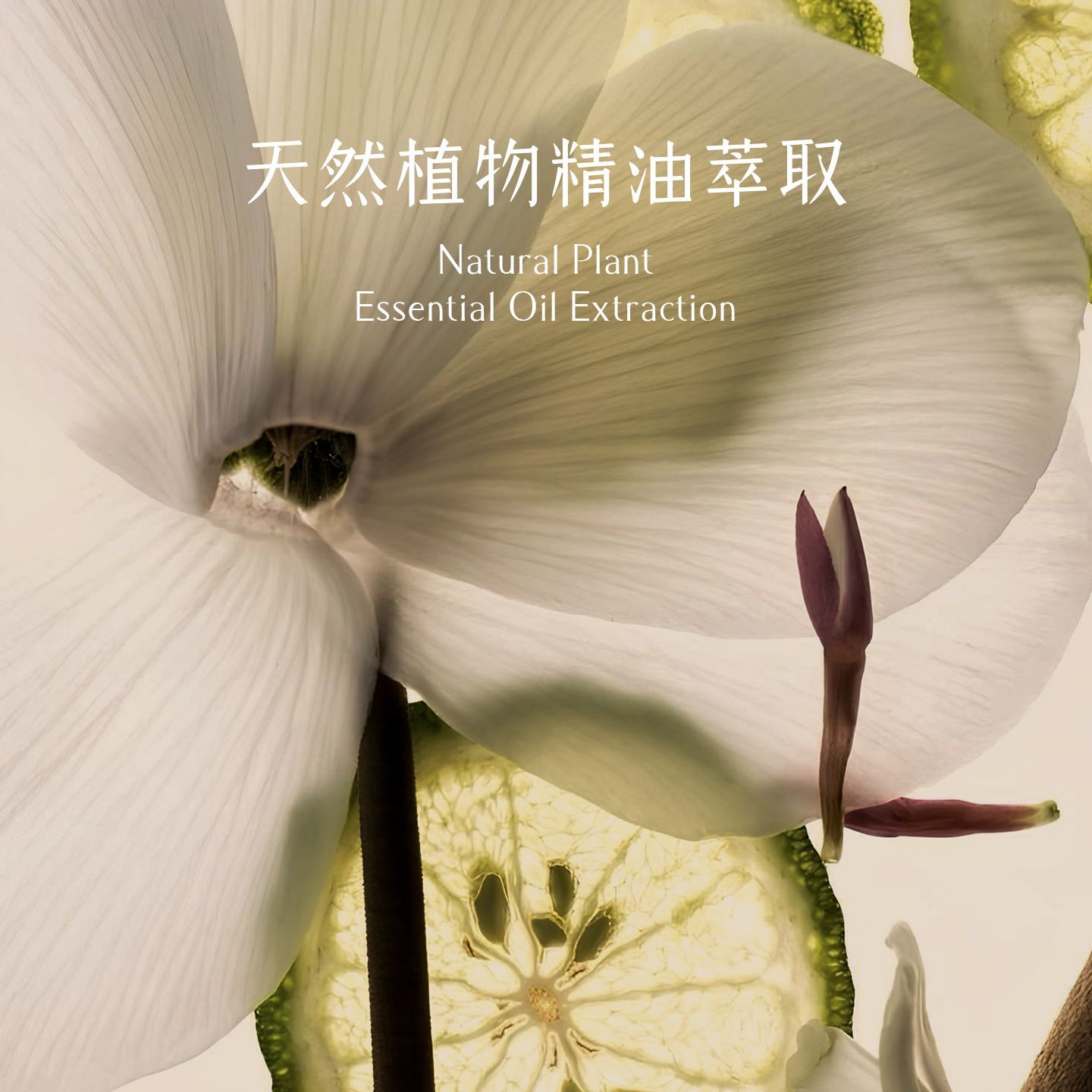 Aromatherapy candle indoor lon - Home Fragrance Gel 리뷰 및 가격